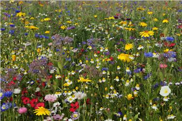 Blühstreifen für die Biodiversität: Blühende Ackerrandstreifen und Wildäcker erhalten und erhöhen die Artenvielfalt. Foto: pixabay
