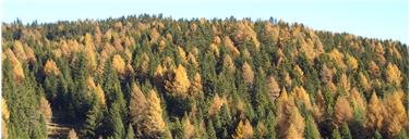 Forsttagsatzungen sind jährliche Informationsveranstaltungen, auf denen die Forstbehörde über neue Entwicklungen informiert. Im Bild ein Fichten-Lärchen-Wald. Foto: LPA