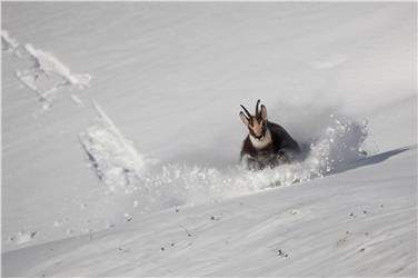Flüchtende Gams: Für viele Wildtiere kann eine Störung im Winter lebensgefährlich werden. Foto: Josef Hackhofer