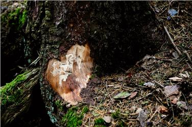 Borkenkäfer sind zwar winzig, könenn aber große Schäden anrichten - die Abteilung Forstwirtschaft behält sie deshalb im Auge. Foto: pixabay