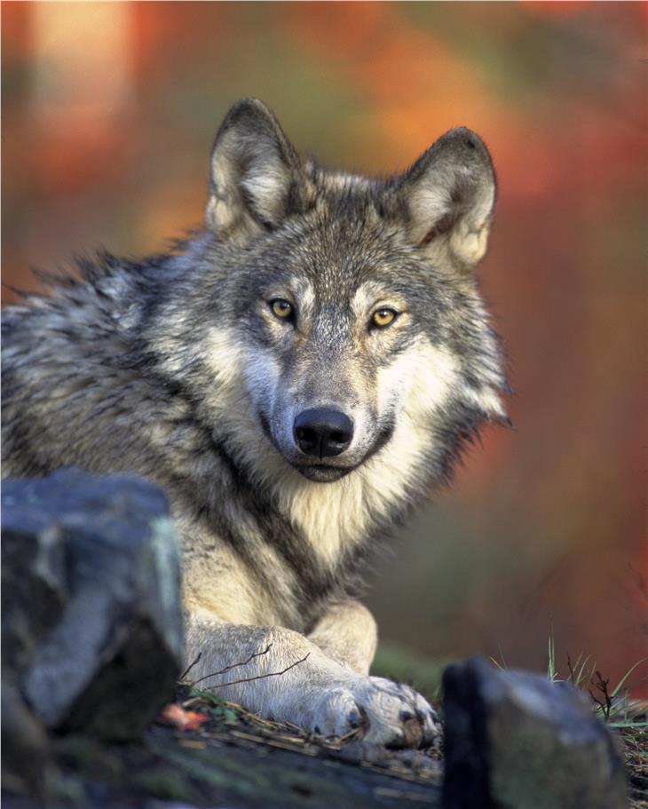 Schutz der Almwirtschaft vor dem Wolf: Verfassungsgericht gibt Südtirol Recht. Foto: www.pixabay.com