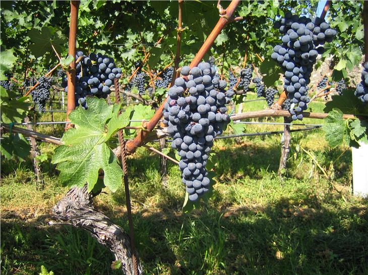 Das Land Südtirol unterstützt Weinbauern in Corona-Zeiten beim Ausbau ihrer Lagerungskapazitäten mit Investitionsbeihilfen. (Foto: LPA/Andreas Kraus)