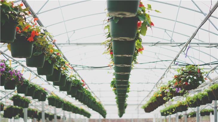Neben UaB-Betrieben und Direktvermarktern können auch Gärtnereien mit Umsatzausfällen um die Corona-Beihilfen des Landes ansuchen. (Foto: Unsplash)
