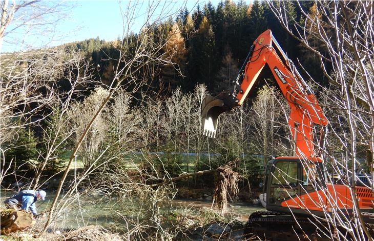 Pilotprojekt Strukturholz in der Talfer bei Aberstückl: Etwa zehn Bäume aus dem Uferbereich und rund 25 Bündel aus Sträuchern und Weidenästen wurden im Flussbett befestigt. (Foto: LPA/Amt für Wildbachverbauung Nord)