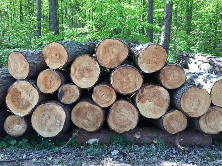 Bei der Errichtung des neuen Sitzes der Forststation Deutschnofen wird Wert auf die Verwendung von Holz aus der Umgebung gelegt.  (Foto: pixabay)