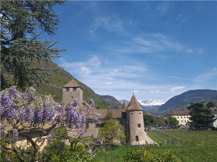 Aufblauend: Blick von den blühenden Glyzinien auf der Talferpromenade in Bozen über Schloss Maretsch auf den schneebedeckten Rosengarten, April 2021. (Foto: LPA/Maja Clara)