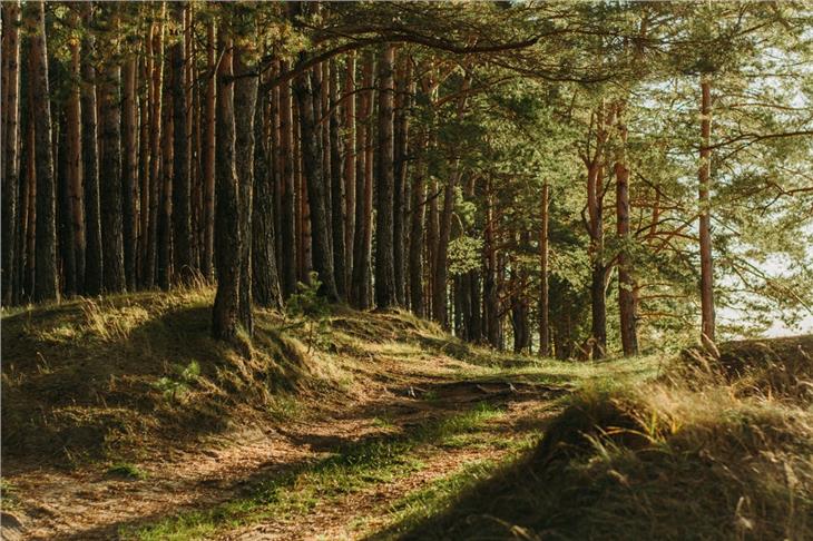 Das Land sucht für die Forststation Schlanders einen Land- und Forstwirtschaftsassistenten. (Foto: Unsplash)