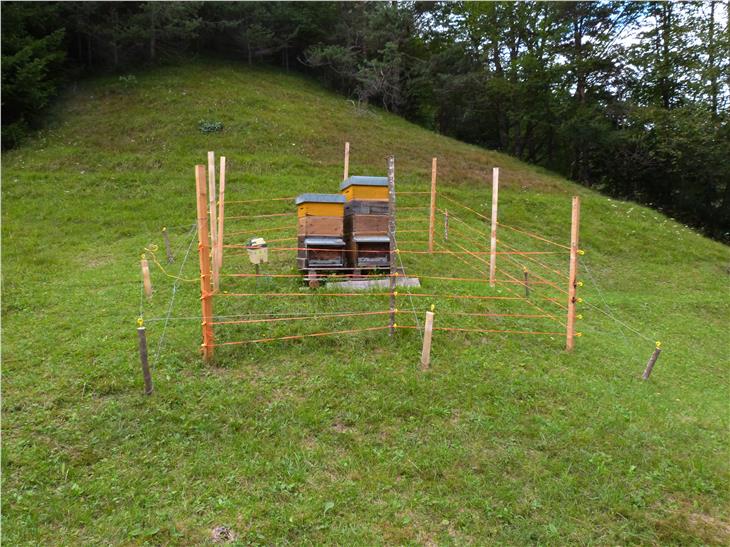 Vorbeugung gegen Bärenschäden am Bienenstand: Imker können noch bis 31. August um Beiträge dafür ansuchen. (Foto: LPA)