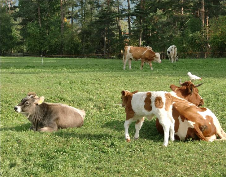 Alle Sektoren der Landwirtschaft - im Bild Viehhaltung - setzen sich mit Strategien der Nachhaltigkeit auseinander. LR Schuler: "Ziel ist, Umwelt und kleinstruturierte Landwirtschaft gemeinsam erhalten." (Foto: LPA/Abteilung Landwirtschaft)