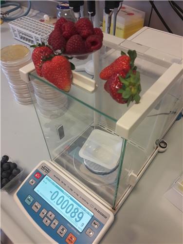 Anche i piccoli frutti nella dieta mediterranea alpina (Foto Fondazione Edmund Mach)