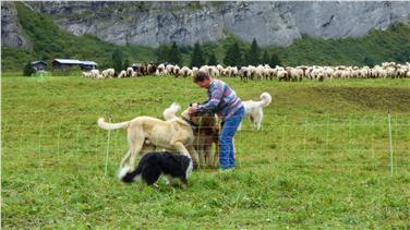Sostegni per installazione di recinzioni elettriche a protezione dai grandi predatori di mandrie e greggi al pascolo decisi dalla Giunta provinciale (Foto: USP/Ufficio caccia e pesca)