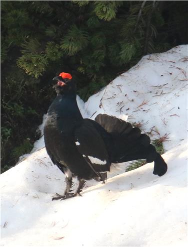 Il miglioramento degli habitat di gallo cedrone e fagiano di monte, ritratto nella foto, rientra fra gli interventi che la commissione per il Fondo del paesaggio ha ritenuto opportuno sostenere finanziariamente nel 2018 (Foto: USP/H.Maier)