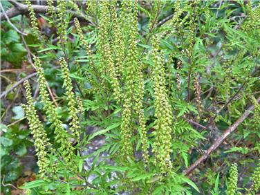 L'ambrosia durante la fioritura libera una grande quantità di polline in grado di provocare forti allergie. Le infiorescenze si sviluppano in tarda estate (Foto: Agenzia ambiente/E.Bucher)