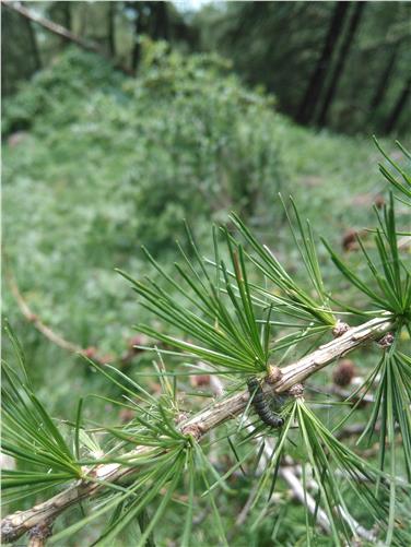 Una larva della tortice grigia del larice. Foto: Ufficio pianificazione forestale