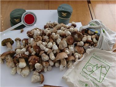Una parte dei funghi sequestrati durante i controlli dell'ultimo weekend al Colle (Foto USP/Stazione forestale Bolzano)