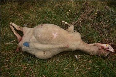 Un branco di cani è l'autore dell'uccisione di 25 pecore trovate senza vita all'inizio di ottobre all'imbocco della valle di Schlandraun. Foto: USP/Ufficio caccia e pesca