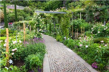Due anni fa i giardini di Castel Trauttmansdorff ha iniziato le prime sperimentazioni di lotta biologica su rododendri, vigne e rose (nella foto). Foto: USP/Trauttmansdorff