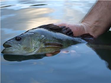 143 candidati, 121 uomini e 22 donne, hanno superato il recente esame di pesca ed ora possono ritirare il diploma presso la sede dell’Ufficio caccia e pesca Foto: USP/Ufficio caccia e pesca