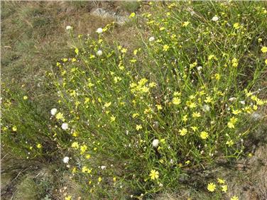 Il senecione sudafricano rappresenta un pericolo per la flora e la fauna locale (Foto USP)