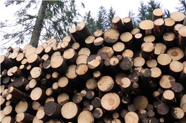 A gennaio appuntamenti con le sessioni forestali per l'Ispettorato di Monguelfo (Foto USP/mac)