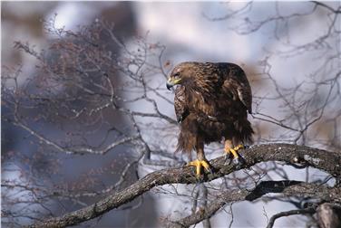 Aquile in mostra al centro visite del parco naturale Fanes-Senes-Braies