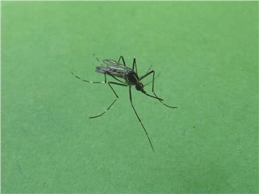 Il Laboratorio biologico dell'Agenzia provinciale per l'ambiente monitora dal 2013 lo sviluppo della zanzara tigre con evidente presenza crescente in Alto Adige (Foto: USP/APPA/E.Bucher)