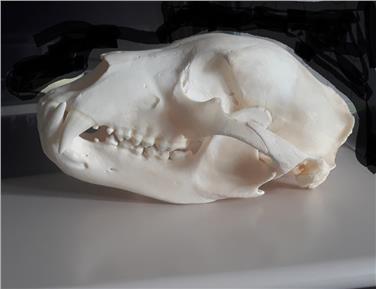 Il teschio di orso rinvenuto dai collaboratori dell'Ufficio caccia e pesca della Provincia (Foto USP)