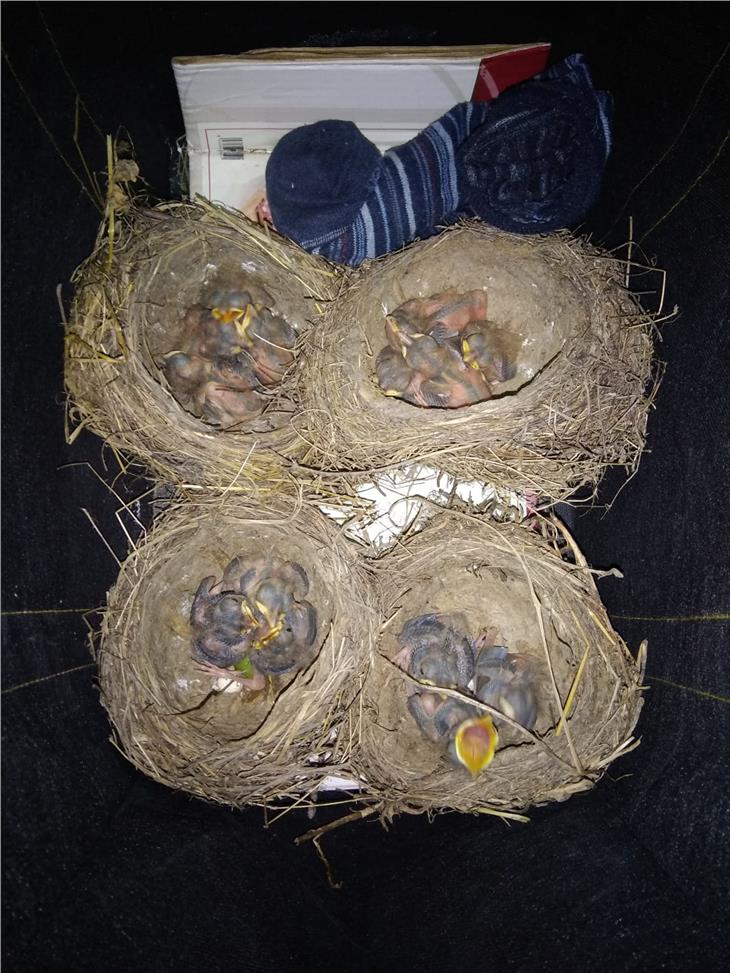 I 18 tordidi da nido sequestrati e posti in salvo grazie ad azione antibracconaggio congiunta della Forestale e dei Carabinieri - Foto: Corpo forestale provinciale
