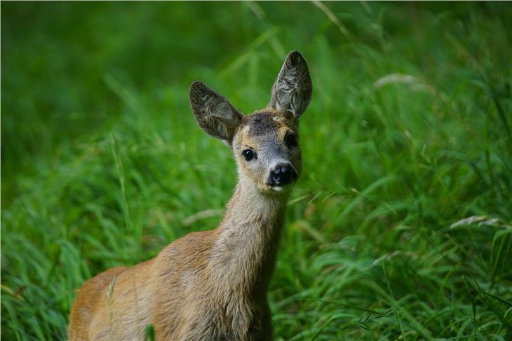 Appello a non disturbare i cuccioli di capriolo (Foto Rottonara/www.pixabay.com)
