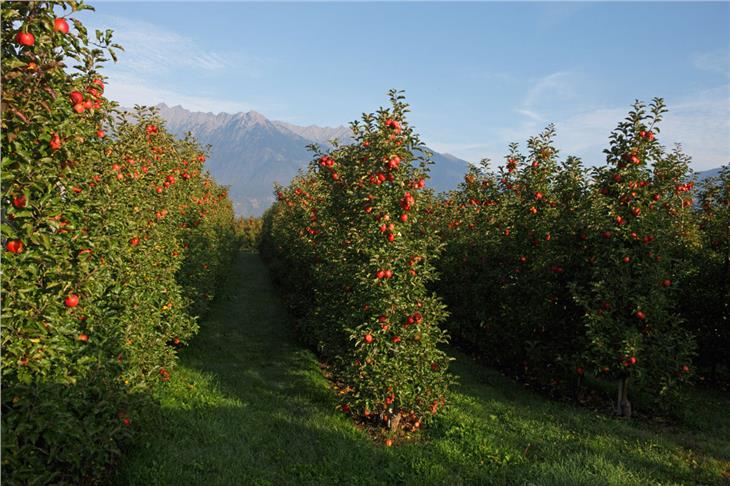 Un meleto. Foto: VOG