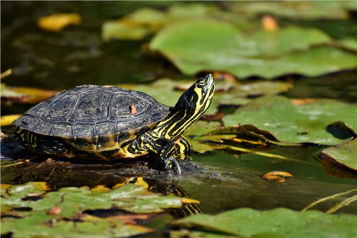 Obbligatorio denunciare il possesso della tartaruga palustre americana (Foto www.pixabay.com)