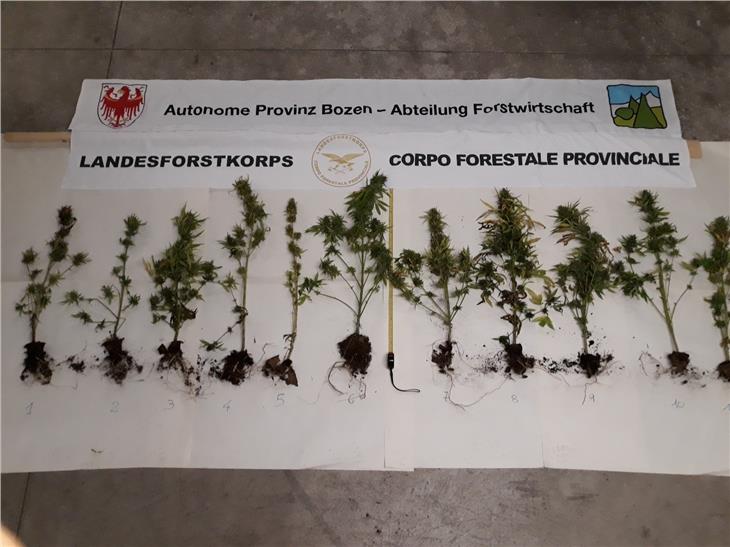 Le piante sequestrate dal Corpo forestale provinciale (Foto USP)