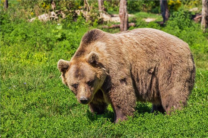 Un esemplare di orso bruno. Foto: Pixabay