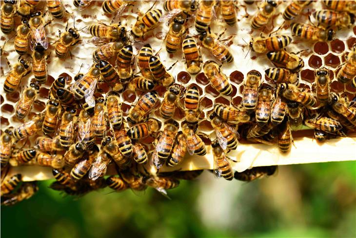 Introdotta la nuova figura dell'apicoltore specializzato. Foto: pixabay