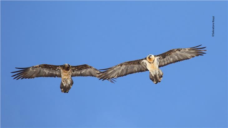 Due gipeti fotografati in volo nell'area del Parco dello Stelvio (Foto Salvatore Rossi)