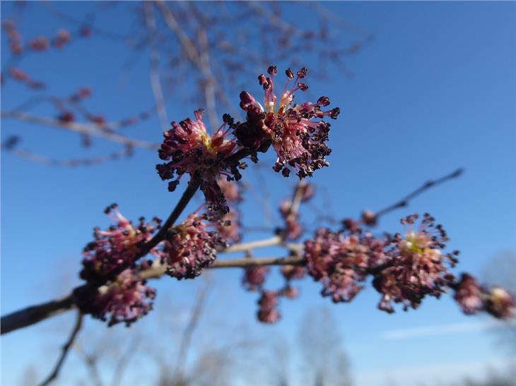 L’olmo fiorisce già in febbraio e il bel tempo favorisce la dispersione dei pollini nell'aria (Foto: Agenzia ambiente/Edith Bucher)