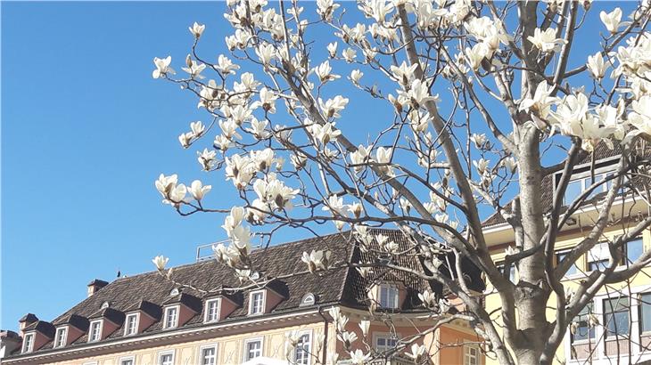I primi segni della primavera....le magnolie fiorite in Piazza Walther a Bolzano (Foto: ASP/Maja Clara)