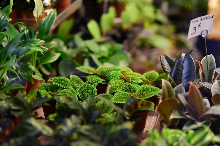 Grazie all'introduzione di nuova qualifica, presso le scuole professionali Laimburg e Laives sarà possibile divenire esperti in piante aromatiche e officinali. (Foto: quentin vuilleumier-unsplash)