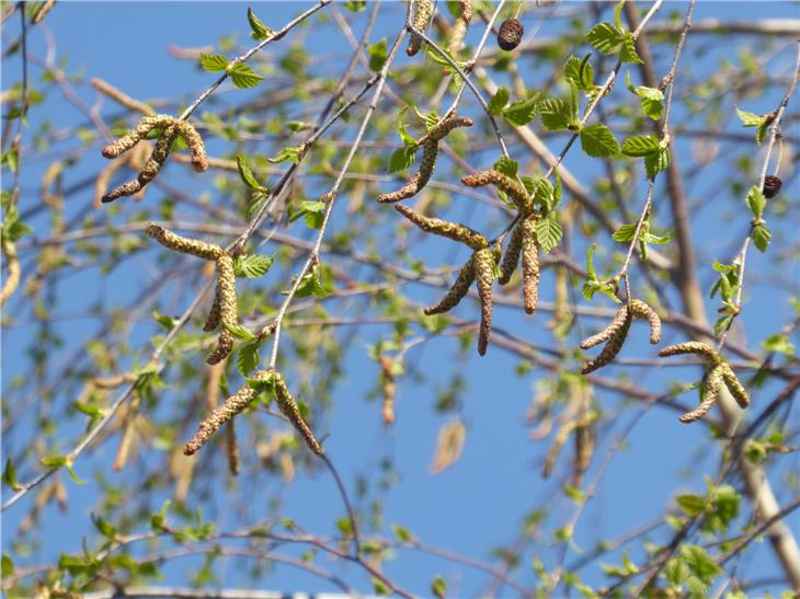 Le infiorescenze di betulla si aprono contemporaneamente con la comparsa delle prime foglie (Foto: Agenzia ambiente e tutela clima/Edith Bucher).