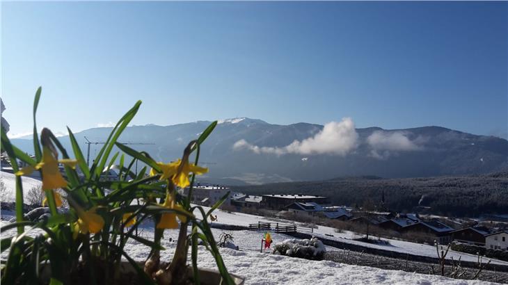 Negli ultimi giorni è caduta ancora neve, ma sono già spuntati anche i fiori (Foto: LPA/privat)