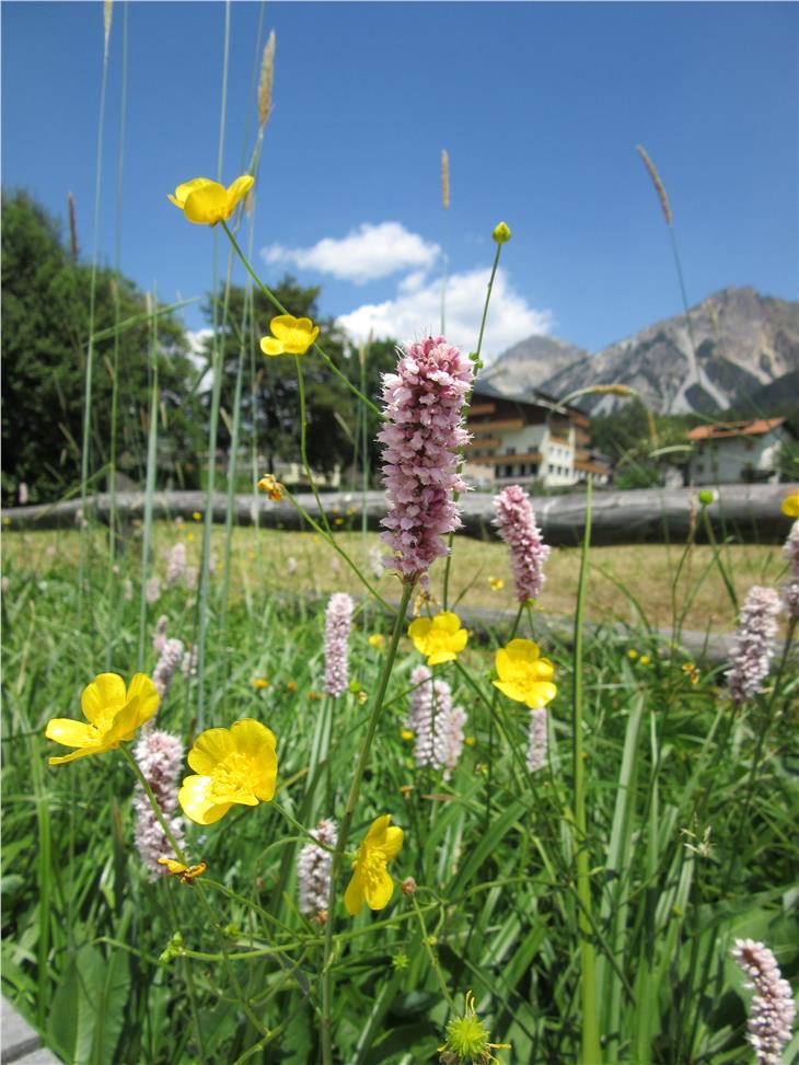 Assessora Hochgruber Kuenzer: Dal momento che l’Alto Adige è un territorio vocato alla biodiversità, anche i suoi comuni dovranno divenire luoghi della biodiversità. (Foto: ASP/Territorio e paesaggio)