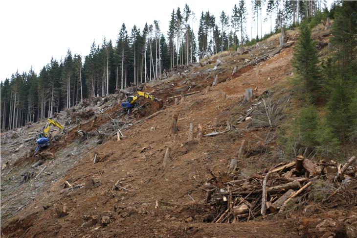 Circa 1.250.000 metri cubi di legname degli alberi abbattuti dalla tempesta Vaia sono stati trattati ed esboscati. (Foto: ASP)