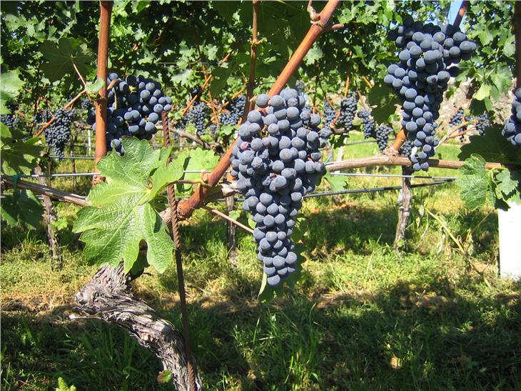 La Provincia aiuta i viticoltori con sovvenzioni agli investimenti per lo stoccaggio. (Foto: ASP/Andreas Kraus)