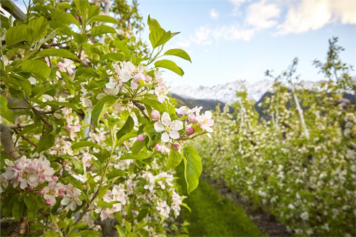 L'Alto Adige vuole diventare il frutteto con la maggiore biodiversità d'Europa. (Foto: IDM)