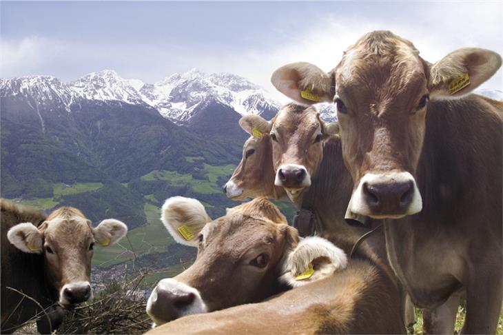 L'attività lattiero-casearia deve puntare alla qualità, ha detto Schuler. (Foto: IDM)