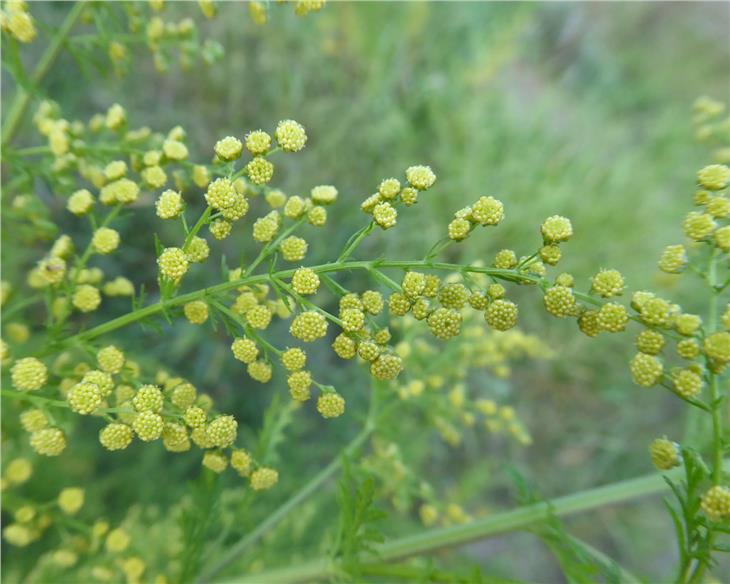 Le infiorescenze gialle dell‘assenzio annuale, Artemisia annua, rilasciano grandi quantità di polline nell’aria. (Foto: Agenzia ambiente e tutela clima/ E. Bucher)