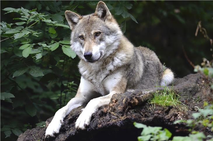 Prendono corpo le forme di management dei grandi predatori che prevedono il prelievo dei lupi problematici (Foto: pixabay.com)