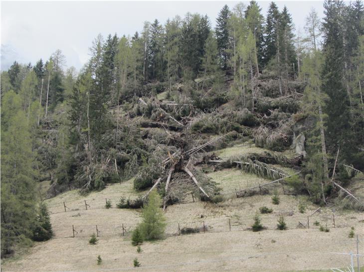 Gli addetti dell’Ufficio sistemazione bacini montani est hanno realizzato la strada forestale per asportare il legname da schianto e avviare i lavori. (Foto: Agenzia protezione civile)