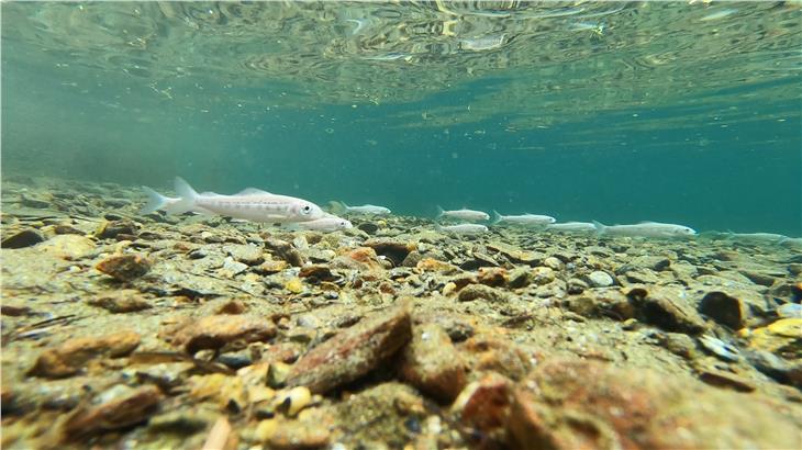 Nel Lago di Valdurna vengono immessi esemplari di temolo Adria per favorire lo sviluppo di una popolazione non ibridata. (Foto: Centro tutela specie acquatiche)