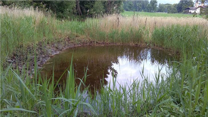 Una striscia di canneto viene mantenuta a protezione dell’area umida, importante per vari uccelli come la cannaiola verdognola. (ASP/ Ufficio natura)